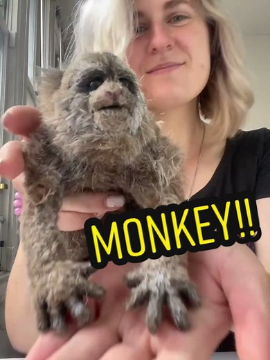 Vintage Monkey Hand Puppet Stop Motion Art