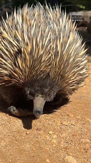 134K views · 3.7K reactions | In case you weren't aware, echidnas hindfeet face backwards! Echidnas are excellent diggers and do a lot of foraging for their food. They use their front feet to dig, and the backwards facing feet to push the soil away! | Perth Zoo | Facebook