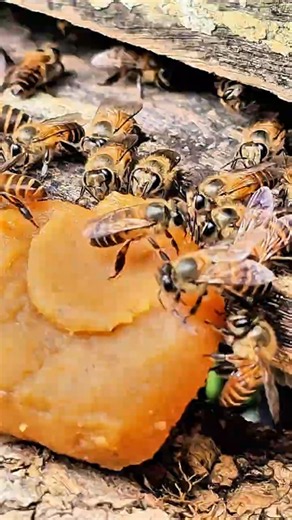 A Pollen Feast for Hardworking Honey Bees #bee #honeybees