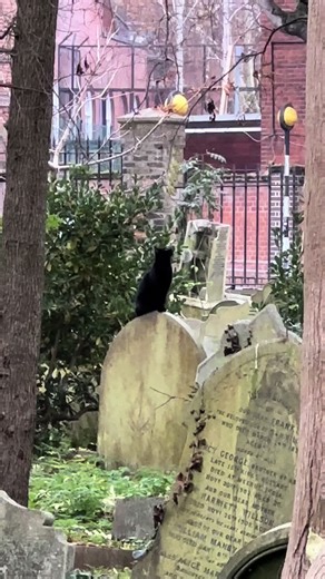 Exploring Highgate Cemetery with the Famous Black Cat