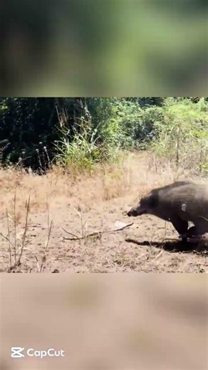 Boar Escaped Right In Front! #wildboar #hunting #wildlife #shorts