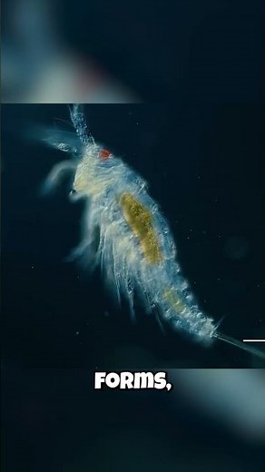 Plankton: They're SECRETLY Alien Art?! 👽