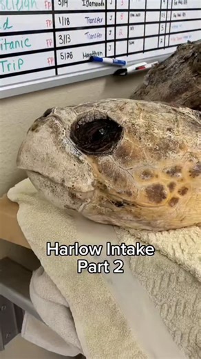 turtlehospital on Instagram: "Pt.2 of Harlow the Loggerhead sea turtle’s intake. ❤️‍🩹🐢 Before we began to pull off her barnacles, we placed her in a shower bed. We used a shower bed because she’s so critical that she isn’t able to go into any deeper water at the moment. 🚿 After the long rinse, we brought her back to the turtle hospital to start to remove her barnacles. The video was getting long, so the rest of the barnacle removal will be in Part 3. 🐢 Her blood values are still critically l