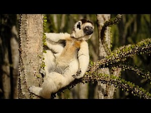 Sifaka: Madagascar’s Leaping Lemur!