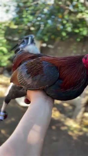 #Gamefowl #Asil #Kelso #PoultryLife #BreedersLife