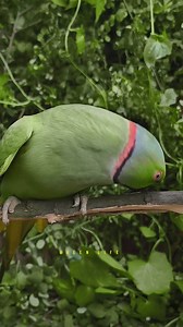 Parrots are talking like humans ❤️ #parrotsofinstagram #reelschallenge #indianbirds #reels #birdlife #wildlifeplanet #birdwatching #fbshorts #cuteparrot #fbviral #viral #reelstrending #shorts #parrotlover #birdsound #fbpost2024 #shortreels #funnyparrot | Green Life