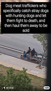 Hunting dogs (greyhounds) used for catching stray dogs by dog meat traffickers An eyewitness: "Witnessed a tragic incident lasting several minutes!! I was at work and saw dogs downstairs fighting each other. There were two people nearby whom I initially thought were the owners trying to break it up. Later, a colleague told me they were actually dog meat traffickers who specifically catch stray dogs with hunting dogs, let them fight to death, and then haul them away to be sold. Judging by the tru
