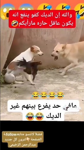 والله ان الديك كفو يصلح انه يكون عاقل حاره مارايكم 😂🤣 #viral #اكسبلور #تحشيش #دويتو #ضحك#ابوفضل#ترند