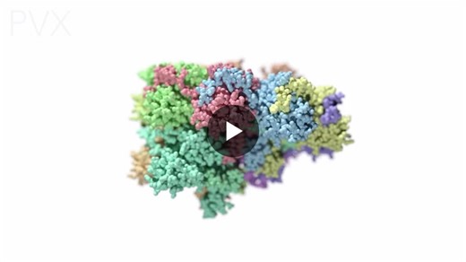 Animation I made of Potato virus X (PVX), a positive-sense RNA virus widely used as a model system for studying plant virus replication and movement. | Nick Desnoyer