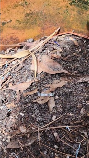 Hello Beautiful Skink | Nature Wildlife | Florida Wetlands | Pond Critter Series #skink #nature