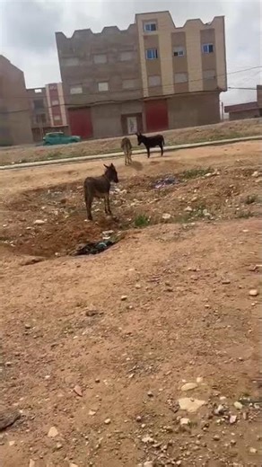 FREE FIRE MOD APK: UNLIMITED DIAMONDS HACK 2026!! 😱🔥