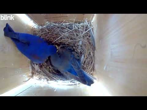 Western Bluebird male feeding his female mate in the nest.