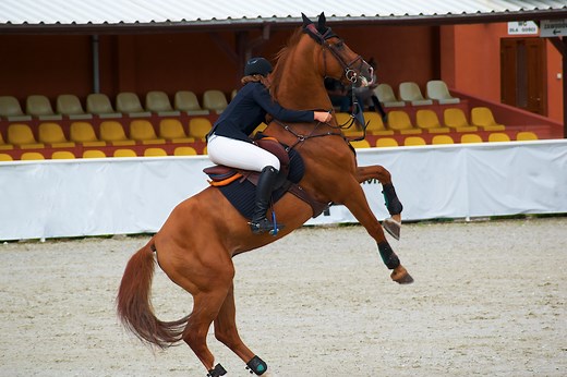 Expert explains what to do if the horse you are riding starts rearing up