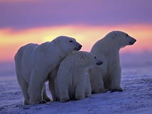 Oso polar (Ursus maritimus) - Características, hábitat, alimentación y reproducción