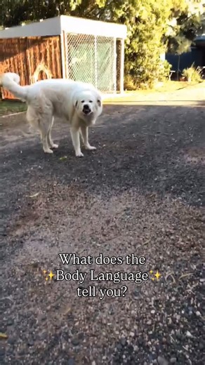 What’s the Deal with Body Language 👀 Canine body language is one of the most valuable tools we have in understanding our dogs. When we watch carefully, it can give us a snapshot of how a dog is feeling in that moment or over time their general mood in different contexts and situations. That’s why trainers and behaviour professionals spend so long learning and understanding it. Reading posture, movement, and expression can help us step in early, avoid possible escalations, and keep everyone feel