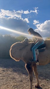 52K views · 1.3K reactions | I adore this camel. This was my first solo ride not being lead and he did great. I just have to get used to how flexible his head and neck are lol. Thank you HQ Ranch for this perfect boy ❤️ | West Elk Equine | Facebook