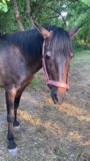 Esperado frisch gewaschen 🐴✨ | Der Spanier zeigt sich von beiden Seiten!