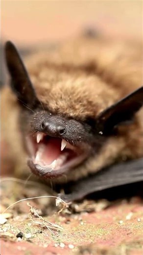 Shocking Real Bat Sound #shorts