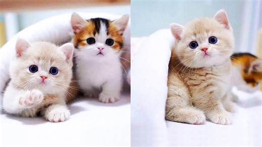 Baby Cats - Cute and Funny Cat Videos Compilation