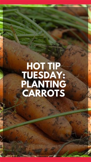 Want to grow your own crunchy, garden-fresh carrots? 🥕 We’ll show you how to start them in a grow pouch and thin them out for the healthiest roots. A simple step to set you up for a sweet harvest! 🌱 Who’s planting carrots this season? Start yours now: https://growhoss.com/collections/carrots #growhoss #gardeningtips #carrots #gardening101 #vegetablegarden #Gardenreels #growyourownfood | Hoss