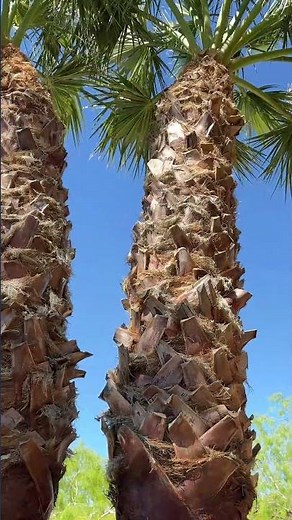 Skinning a palm tree in 60 seconds #shorts