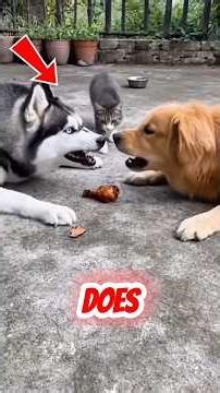 Fried Chicken Battle: Two Dogs Clash, Cat Wins Without Trying! 😹🍗