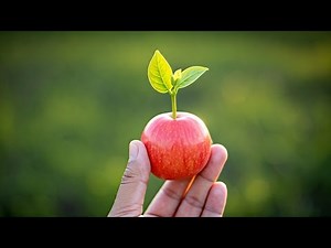 Grow Fruiting Apple Trees in Pots (Beginner's Guide) Grow an Apple Tree From Seed to Fruit in a Pot