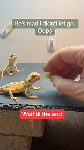 52K views · 474 reactions | Bearded Dragon Moment 158 : Great Video.   殺 . Rate 1-10 As a Bearded Dragon Lover . #beardeddragon #reptile #exoticpets | Daily Bearded Dragon Show | Facebook