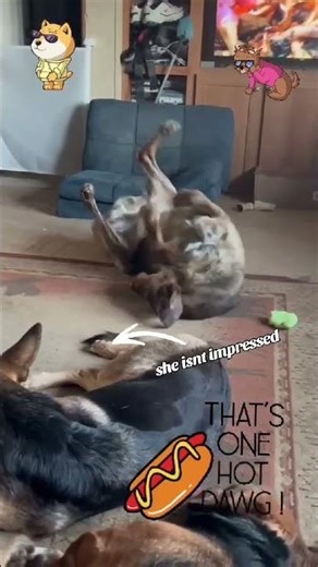 dog breakdancing to a cat song