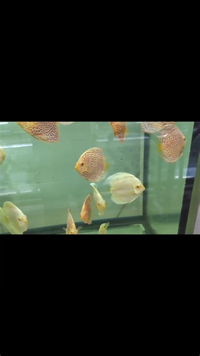 4.3K views · 137 reactions | Albino leopard and Blue diamond (aka Platinum) enjoying the good life. | Jack Wattley Discus | Facebook
