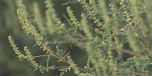 Allergist gives advice on dealing with ragweed pollen allergies