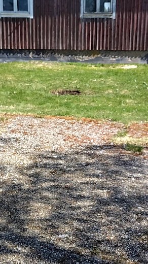 pääskyjen hoitoa kesällä kajaanin hiltulassa muuraustalkoot käynnissä | pääskyjen hoitoa kesällä kajaanin hiltulassa