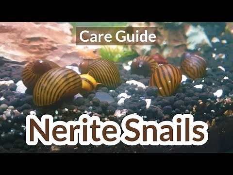 Nerite snails| Nerite snail care | Nerite snails guide | Nerite snails in aquarium