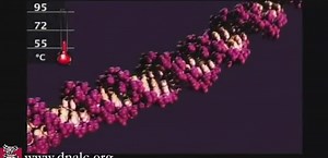 8.2: DNA Replication