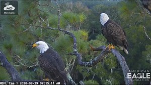 3.3K views · 294 reactions | At the nest of Samson and Gabrielle, we see the first mating at the nest for the 2020-21 season. Love is in the air for sure now! | American Eagle Foundation LIVE Nest Cams | Facebook