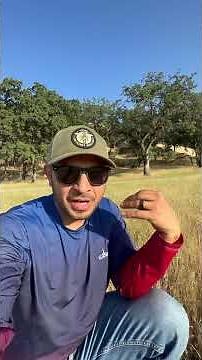 How to make queen bees. This is what we do. #beelife #welovebees #thecaliforniabeekeeper