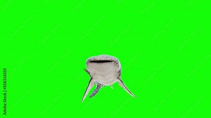 a whale shark swimming on a green background. 3d animation of a whale shark. a whale shark coming towards the camera