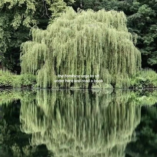 Weeping Willows: The Perfect Reading Spot