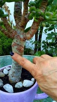 HOW TO THICKEN the STEM of your "CRASSULA OVATA GOLLUM" 🥰🌳