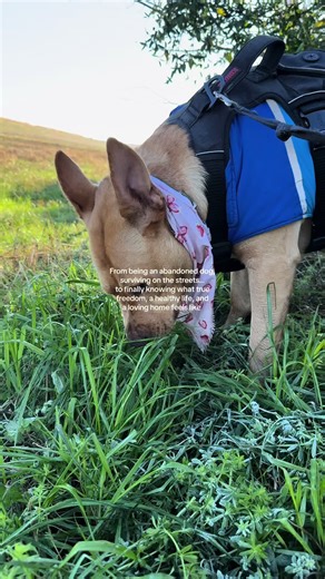 Simba's Inspiring Journey: From Abandoned to Beloved