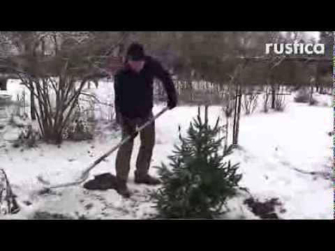 Replanting your Christmas tree