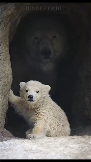 The Shadow You Didn’t See... 😱#PolarBear #wildlife #animals #AnimalBonds #Shorts #viral l