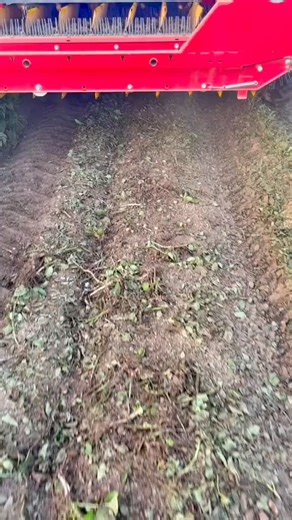 3.7K views · 32 reactions | What we do with the potatoes that fall through the cracks? We like to think it gets the kids ready for next years easter egg hunt! | Agriculture Methods | Facebook