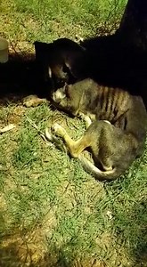 9.8K views · 139 reactions | Anoche por alguna razón no pudimos postear el video .. | Protección Animal Amambay | Facebook