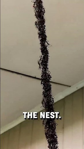 Army of ants build a bridge to invade a wasps nest! 👀🤯 - 🎥 Viralhog