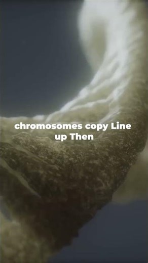 Cellular Reproduction Explained