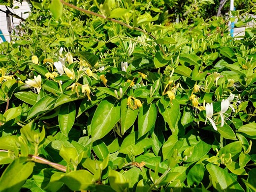 Japanese Honeysuckle (lonicera Japonica) 金银花, *read Description Before Ordering - Etsy