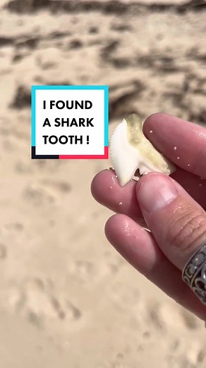 Shark Tooth Mystery: Guess the Species & Win!
