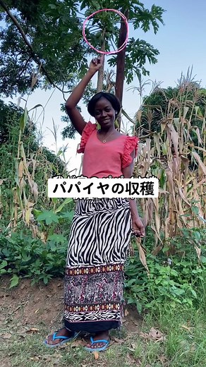 #アフリカ #マラウイ#パパイヤ #国際結婚