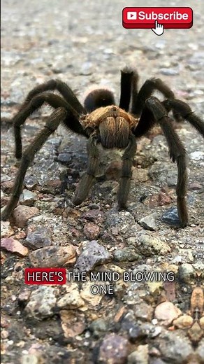 Stunning Tarantula Facts You Must See